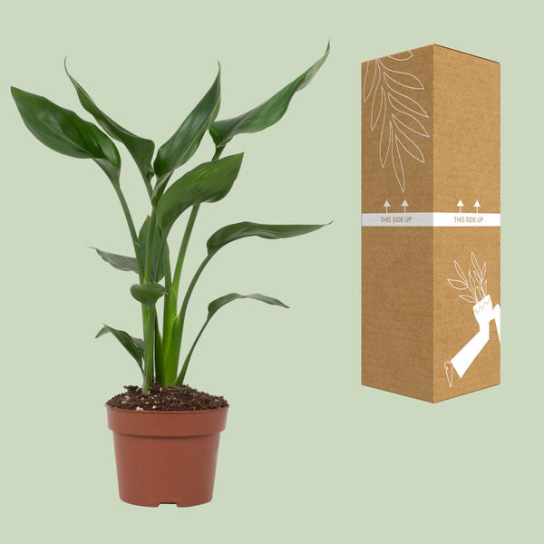 Paradijsvogelplant - Strelitzia reginae - Ø12cm - ↕35cm