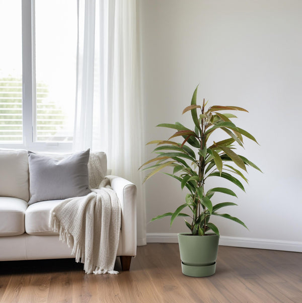 Vijgenboom - Ficus binnendijkii Amstel King - Ø17cm - ↕70cm