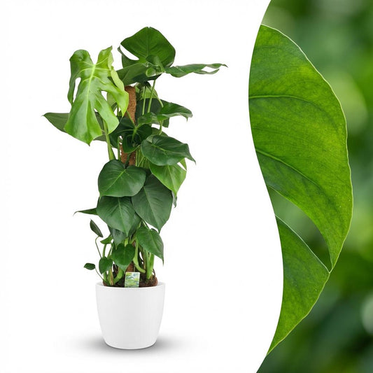 Gatenplant - Monstera deliciosa mosstok - Ø19cm - ↕90cm
