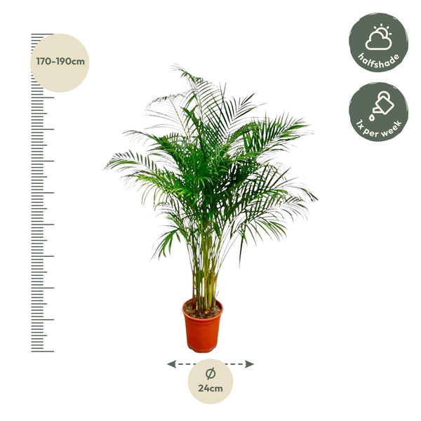 Arecapalm - Dypsis lutescens - Ø27cm - ↕160cm
