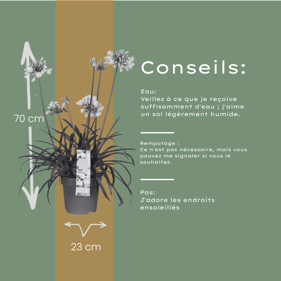 Afrikaanse lelie - Agapanthus 'Everwhite' - ↕23cm