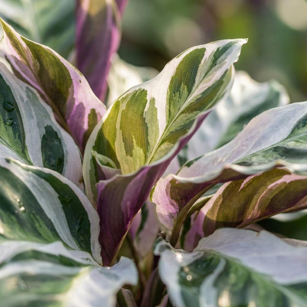 Calathea Fushion White - Ø14cm - ↕35-40cm