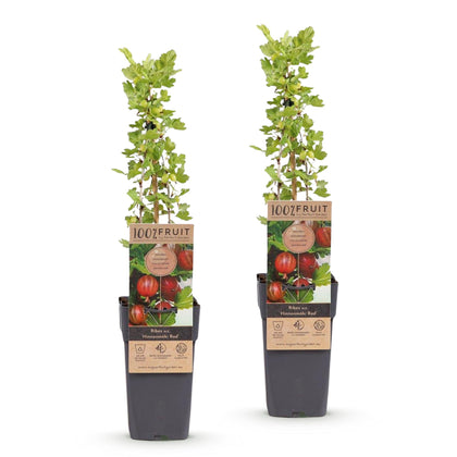 Kruisbes - Ribes uva-crispa - Ø15cm - ↕50cm