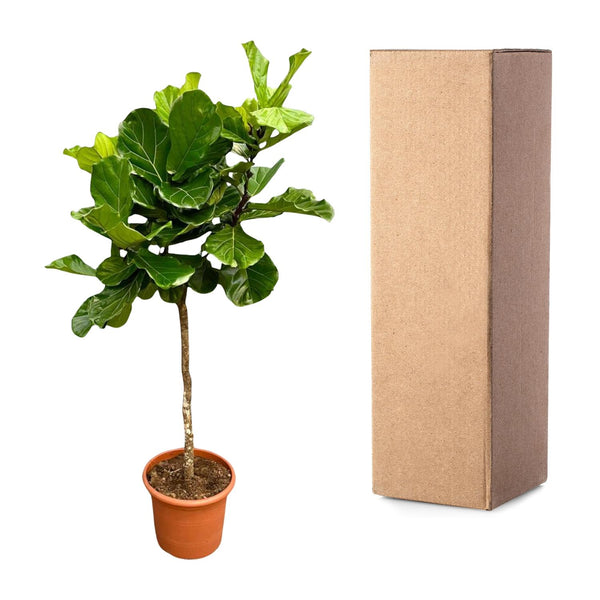 Vioolbladplant - Ficus lyrata - Ø40cm - ↕200cm