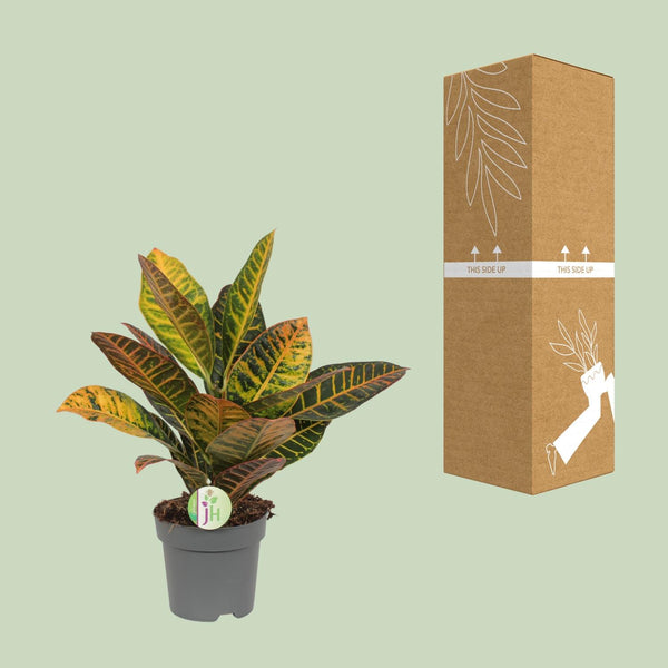 Croton - Codiaeum Petra - Ø17cm - ↕45cm