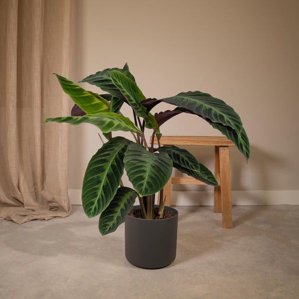 Pauwenplant - Calathea Warscewiczii - Ø19cm - ↕70cm