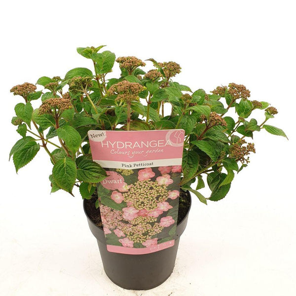 Hortensia - Hydrangea serrata 'Pink Petticoat' - Ø19cm - ↕25cm