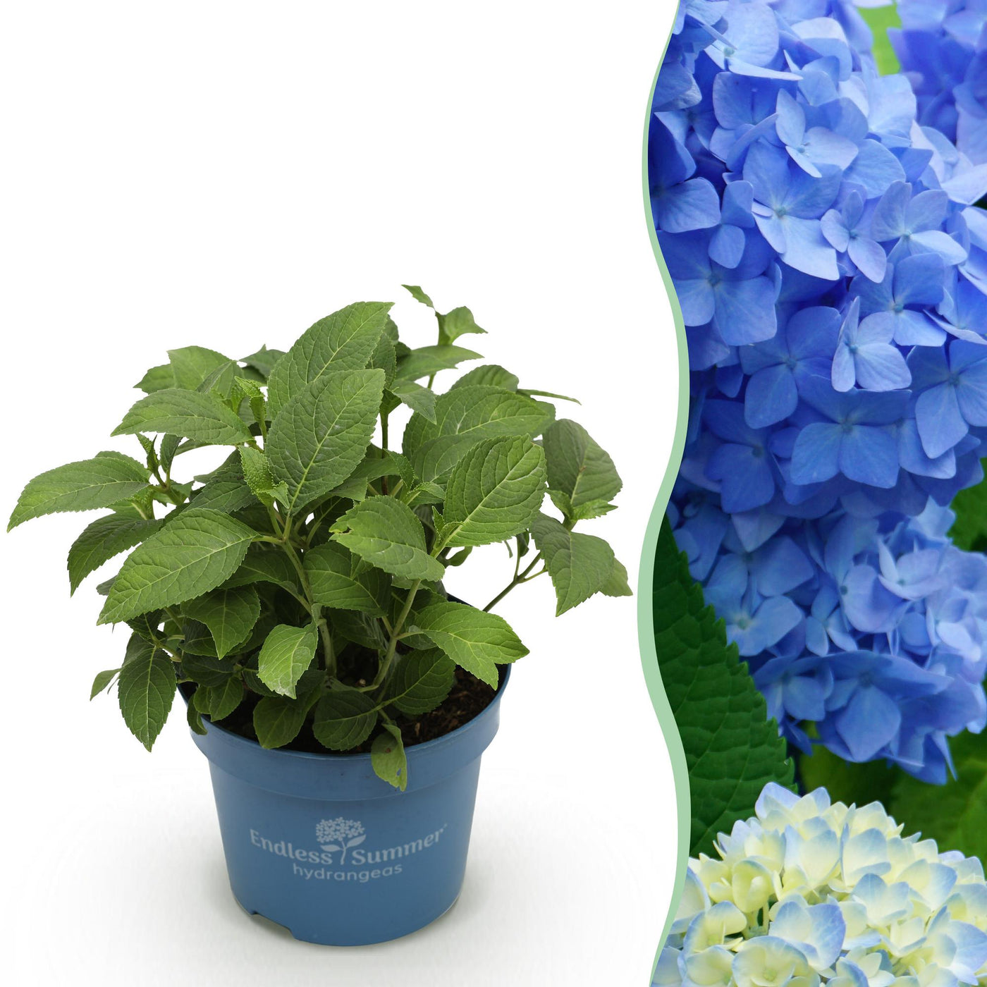 Hortensia - Hydrangea Endless Summer The Original Blue - blauw - Ø14cm - ↕20-25cm