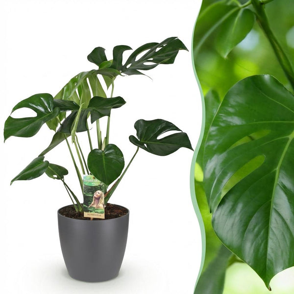 Monstera Deliciosa - Gatenplant - Ø21cm - ↕70-80cm