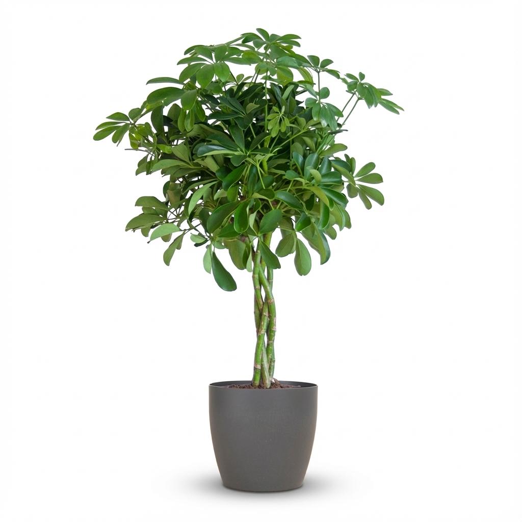 Vingerboom - Schefflera Arab Nora - incl. Pot - Grijs - Ø21cm - ↕70cm
