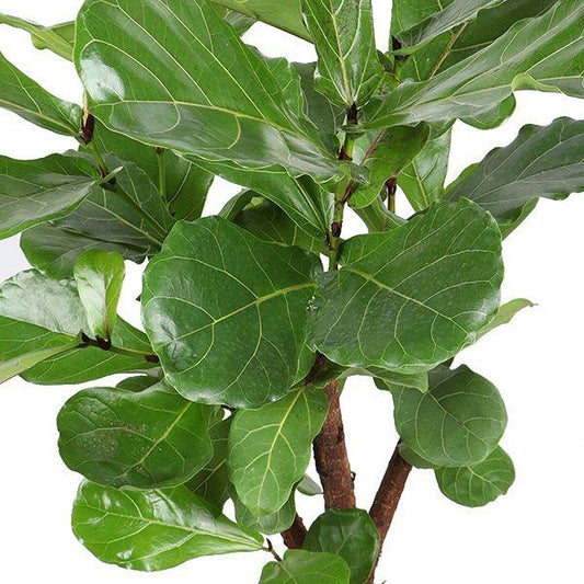 Vioolbladplant - Ficus lyrata vertakt - Ø27cm - ↕130cm