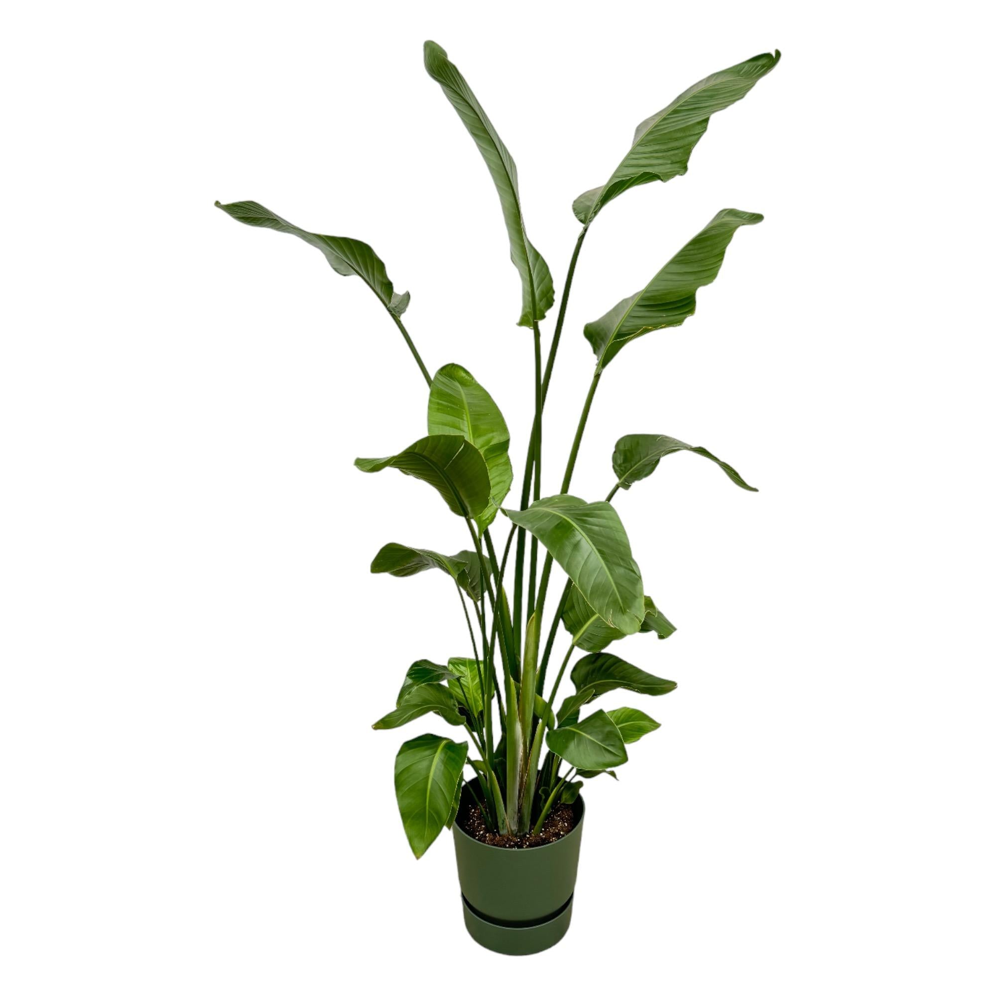 Witte paradijsvogelplant - Strelitzia nicolai - incl. Elho Greenville Round groen - Ø30cm - ↕170cm