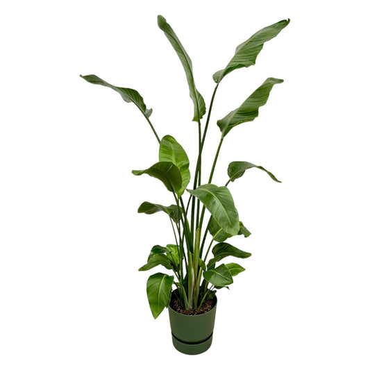 Witte paradijsvogelplant - Strelitzia nicolai - incl. Elho Greenville Round groen - Ø30cm - ↕170cm