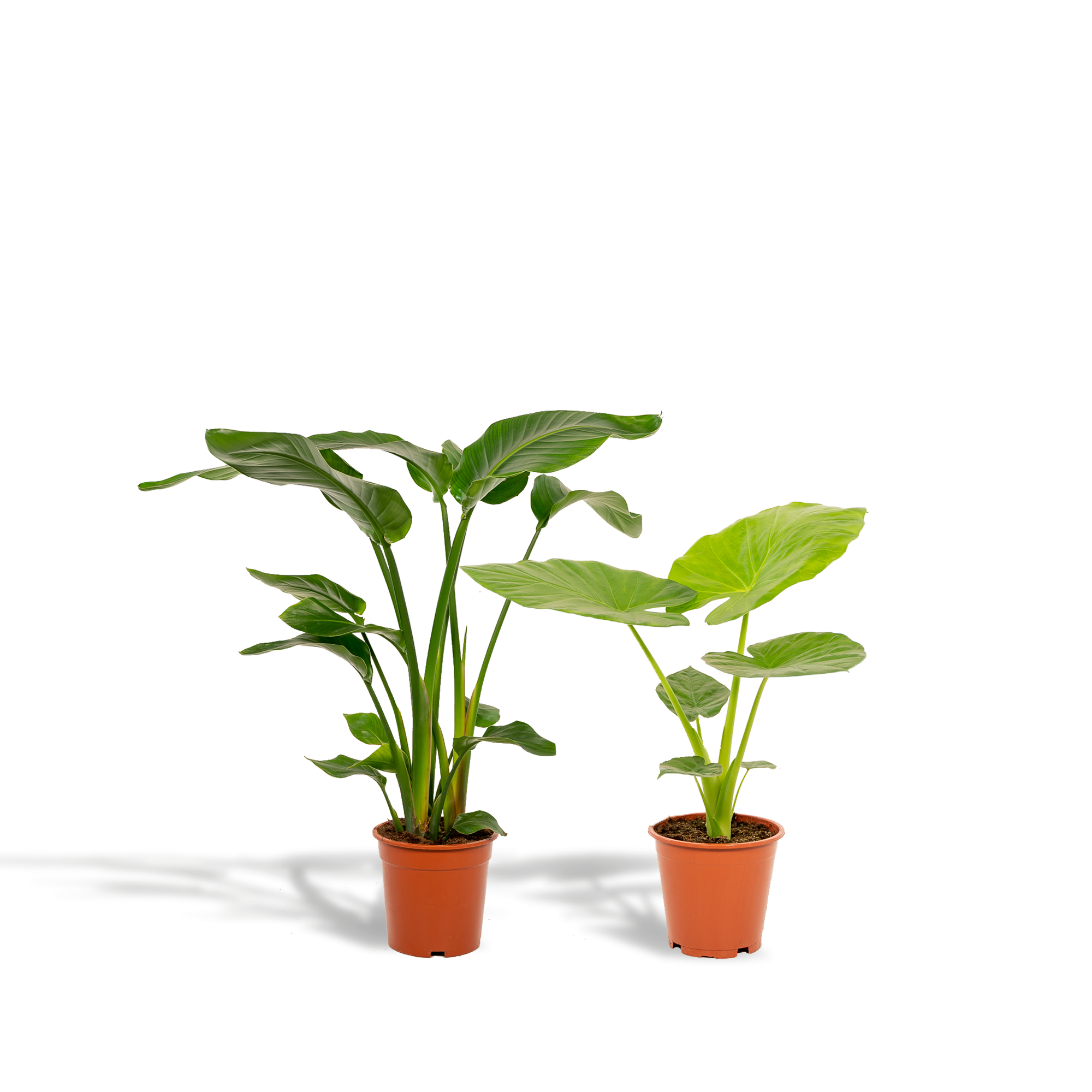 Witte paradijsvogelplant - Strelitzia nicolai - Ø19cm - ↕85cm