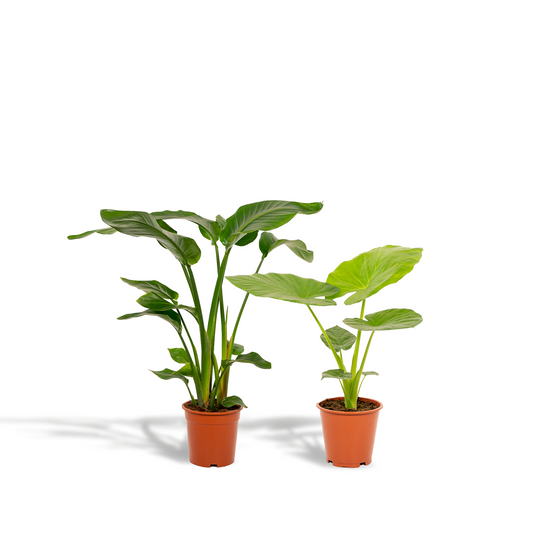 Witte paradijsvogelplant - Strelitzia nicolai - Ø19cm - ↕85cm