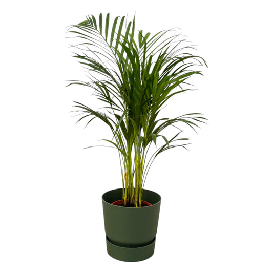 Arecapalm - Areca palm - incl. Elho Greenville Round groen - Ø19cm - ↕85cm
