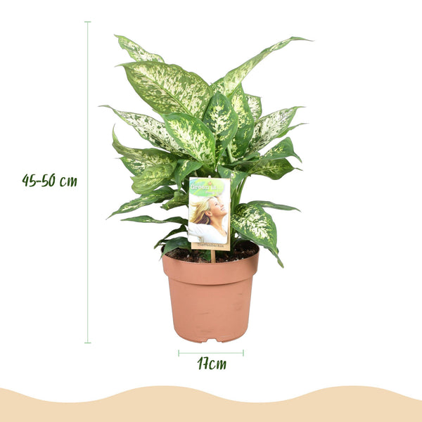Dieffenbachia - Dieffenbachia Compacta - Ø17cm - ↕45-50cm