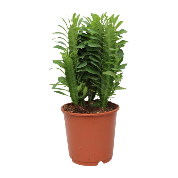 Wolfsmelk - Euphorbia trigona - Ø12cm - ↕40cm