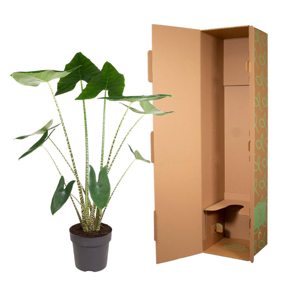 Olifantsoor - Alocasia zebrina - Ø32cm - ↕130cm