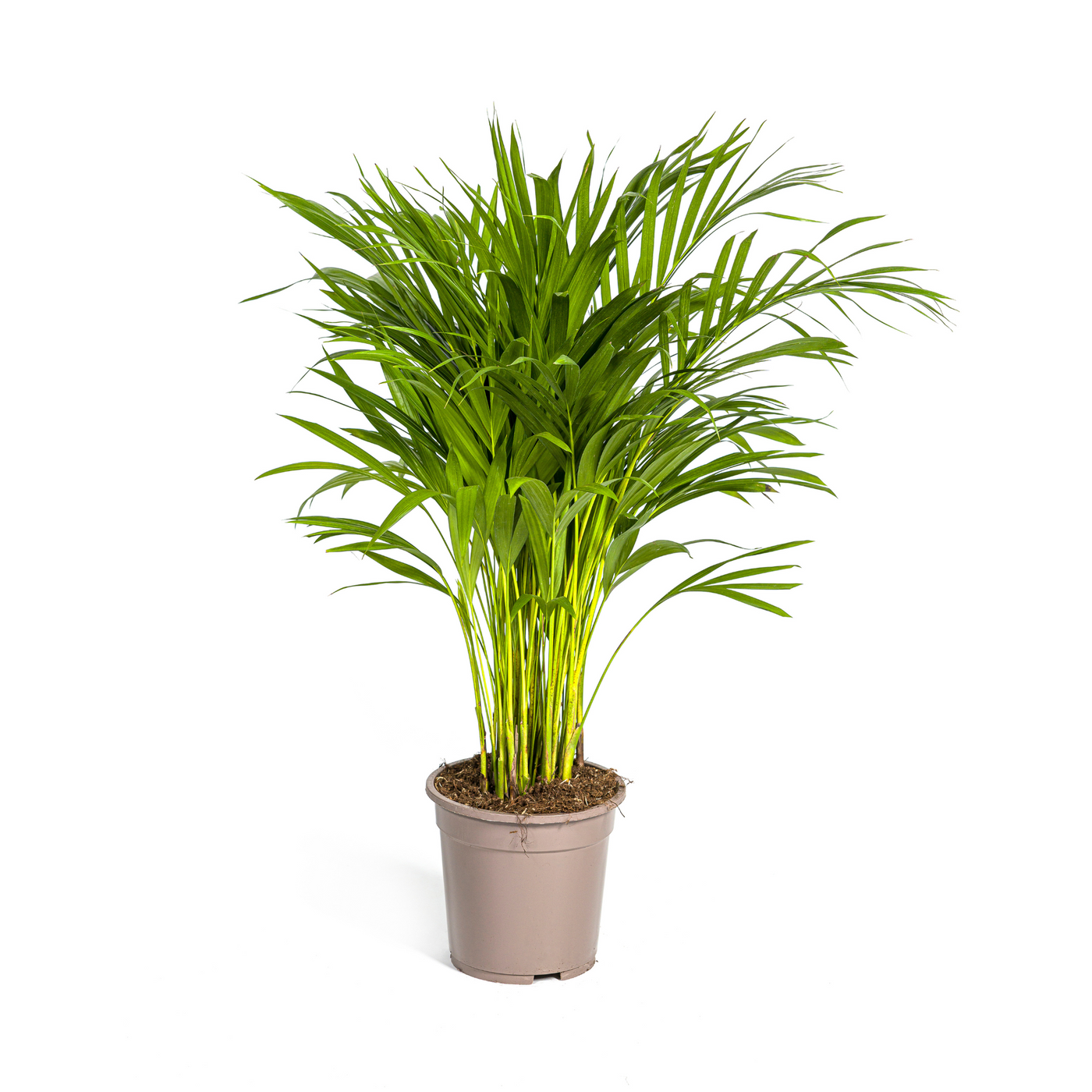 Arecapalm - Dypsis lutescens - Ø19cm - ↕90cm