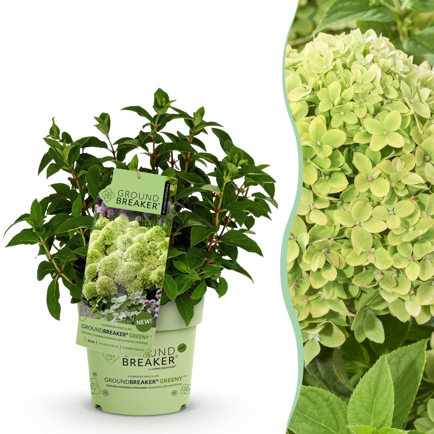 Hortensia - Hydrangea paniculata Groundbreaker Greeny - creme - Ø14cm - ↕20-25cm