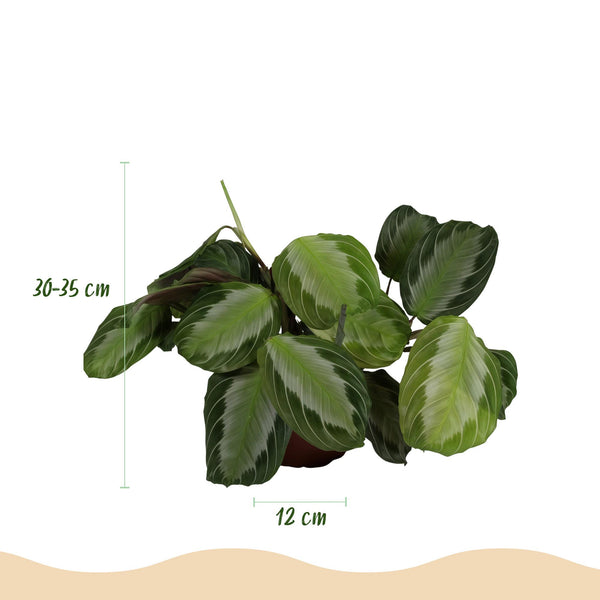 Gebedsplant - Maranta Fascinator Silverband - Ø12cm - ↕25cm