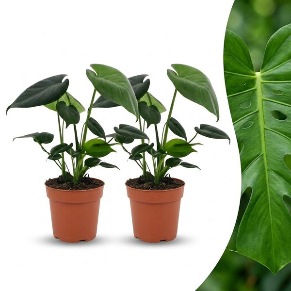 2x Gatenplant - Monstera Deliciosa - Ø12cm - ↕30cm