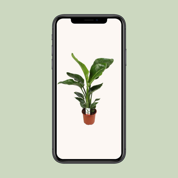 Witte paradijsvogelplant - Strelitzia nicolai - Ø17cm - ↕70cm
