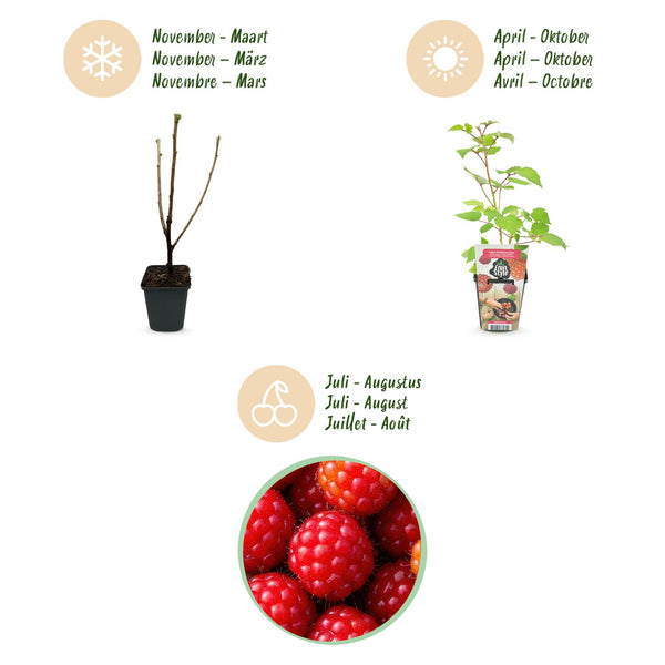 Japanse wijnbes - Rubus Phoenicolasius - Ø9cm