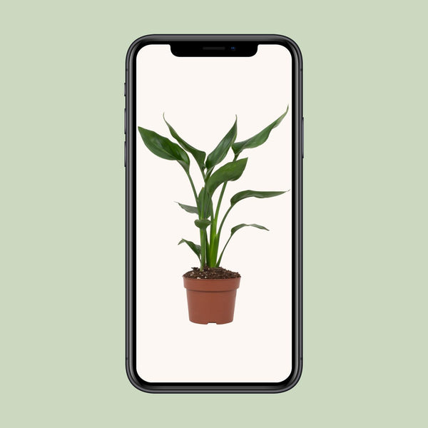 Paradijsvogelplant - Strelitzia reginae - Ø12cm - ↕35cm