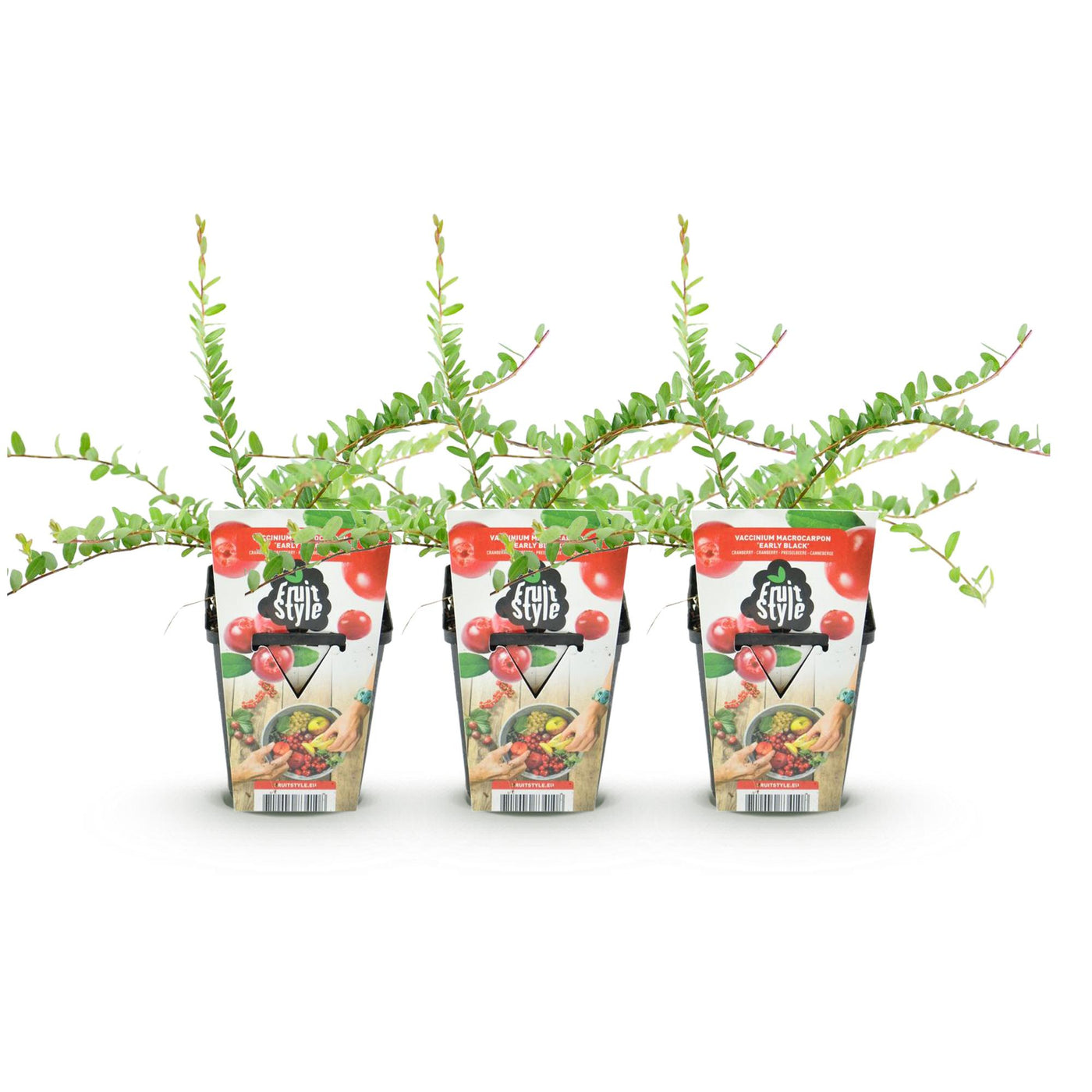 Bosbes - Vaccinium macrophylla Early Black - Ø9cm