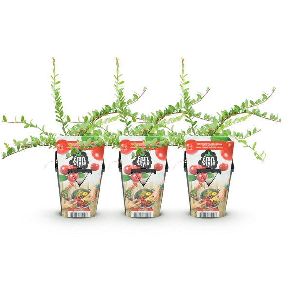 Bosbes - Vaccinium macrophylla Early Black - Ø9cm