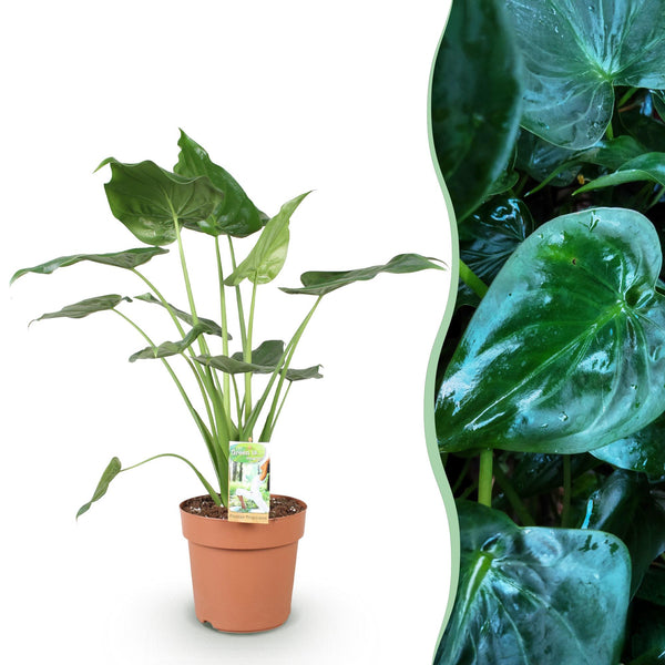 Boeddha-plant - Alocasia cucullata