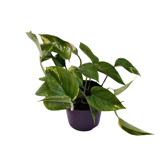 Pothos - Epipremnum aureum - Ø12cm - ↕25cm