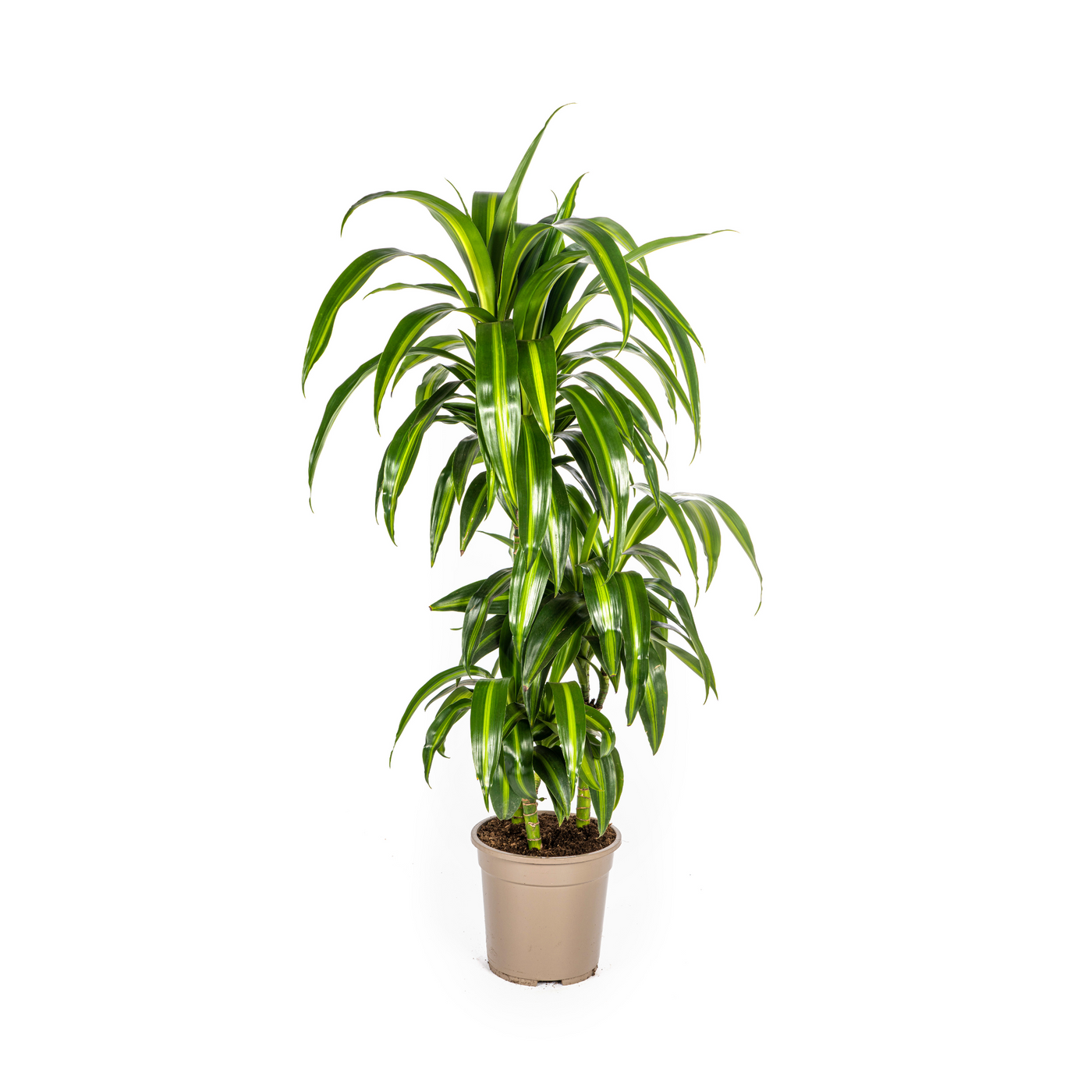 Drakenbloedboom - Dracaena deremensis 'Hawaiian Sunshine' - Ø21cm - ↕100cm