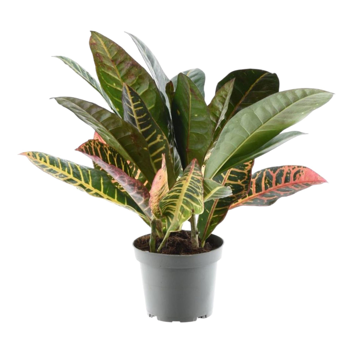 Croton - Codiaeum Petra - ↕30cm