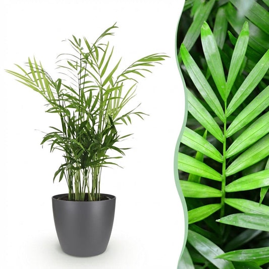 Bergpalm - Chamaedorea elegans - Ø12cm - ↕15cm