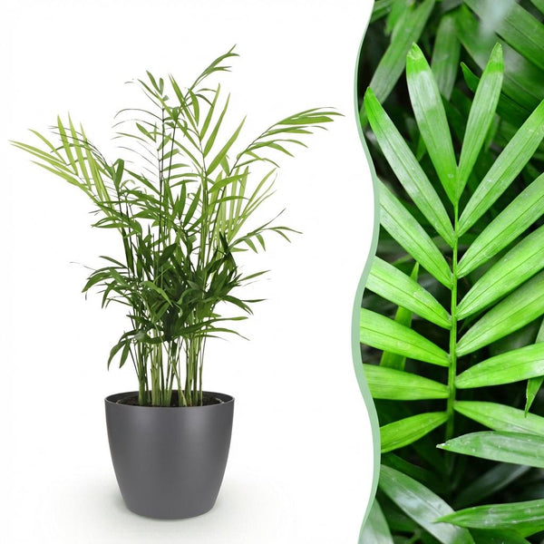 Bergpalm - Chamaedorea elegans - Ø12cm - ↕15cm