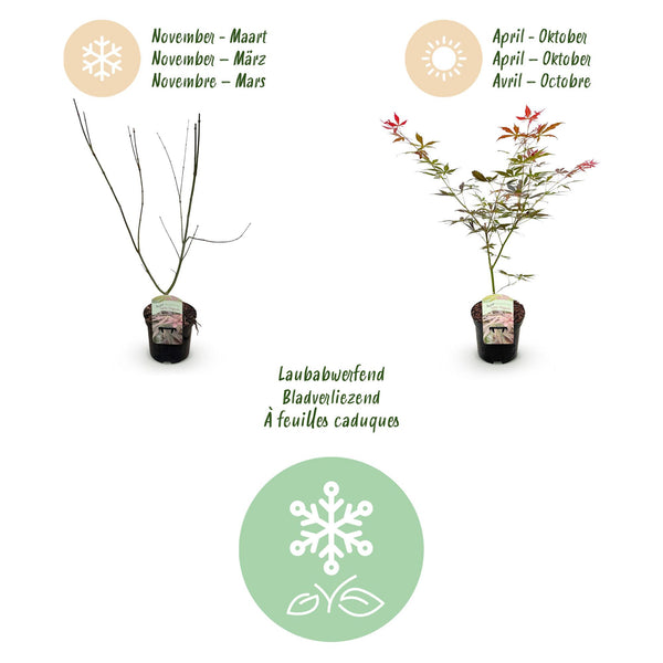 Japanse Esdoorn - Acer palmatum Sumi-nagashi - Rood - Ø19cm - ↕70cm