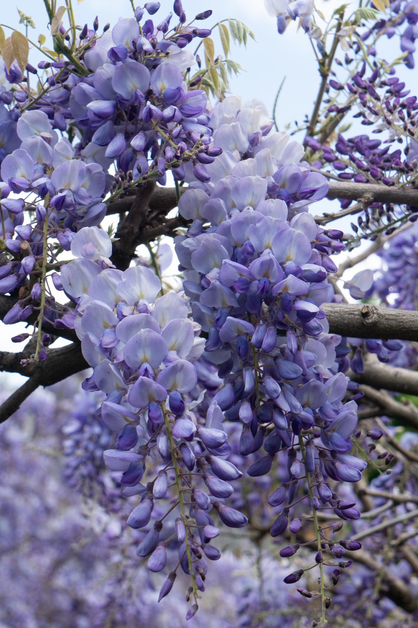 2x Blauwe regen - Wisteria sinensis 'Prolific' - Ø15cm - ↕65cm
