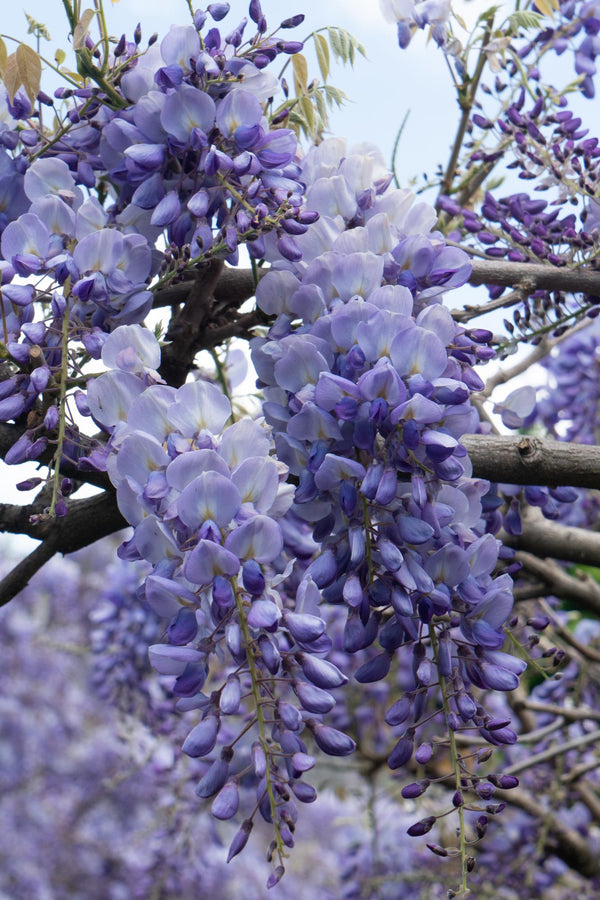 2x Blauwe regen - Wisteria sinensis 'Prolific' - Ø15cm - ↕65cm