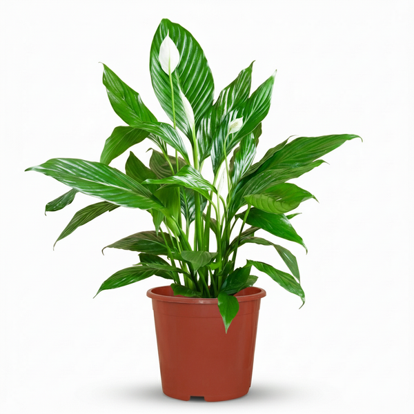Lepelbloem - Spathiphyllum - Wit - Ø19cm - ↕70-80cm