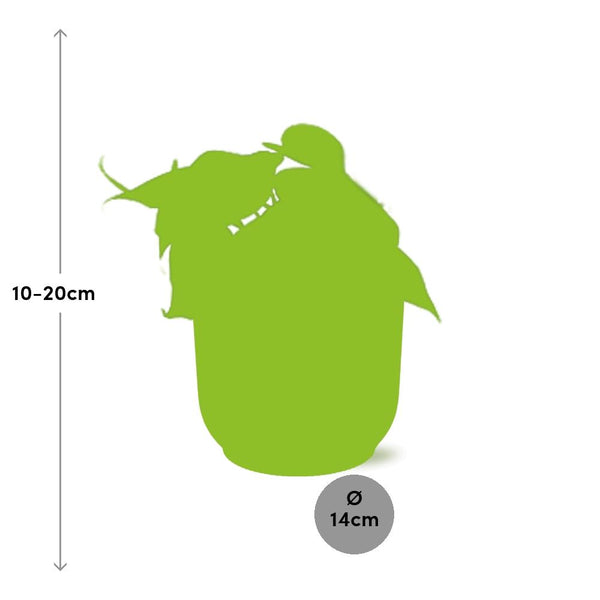 Philodendron Scandens - incl. Elho Vibes Fold Roze - ↕14cm