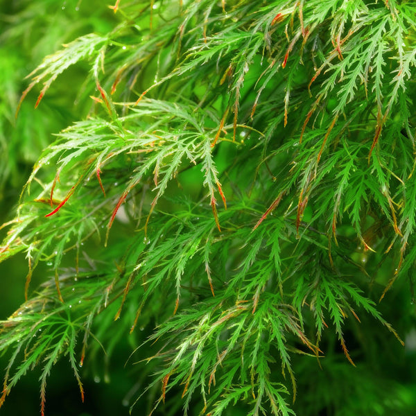 Japanse Esdoorn - Acer palmatum Emerald Lace - Ø12cm - ↕35cm