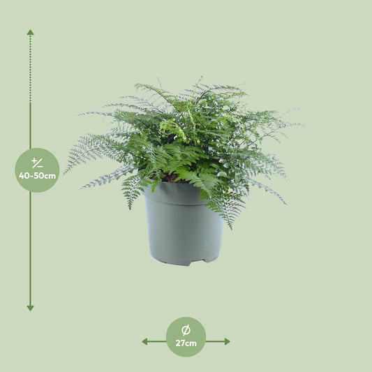 Tongvaren - Asplenium Parvati - Ø27cm - ↕50cm