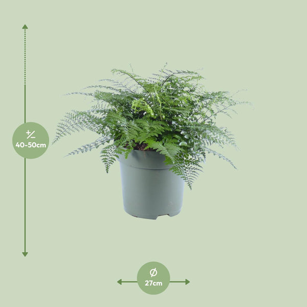 Tongvaren - Asplenium Parvati - Ø27cm - ↕50cm