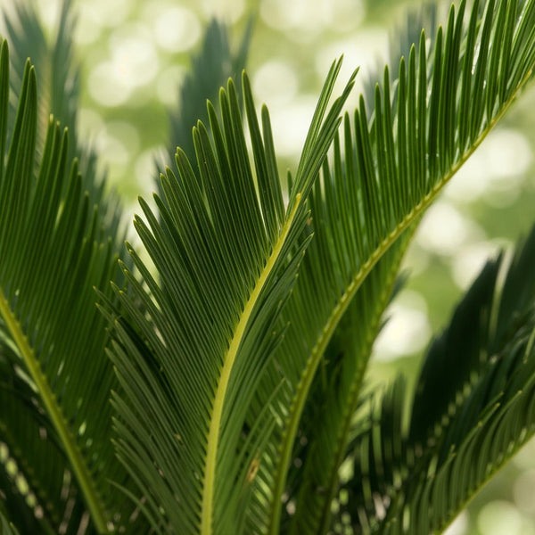 Cycas revoluta - Palmvaren - Ø17cm - ↕55-65cm