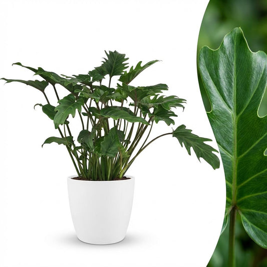 Philodendron Xanadu - Ø19cm - ↕60cm