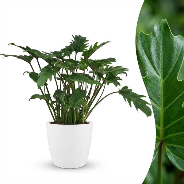 Philodendron Xanadu - Ø19cm - ↕60cm