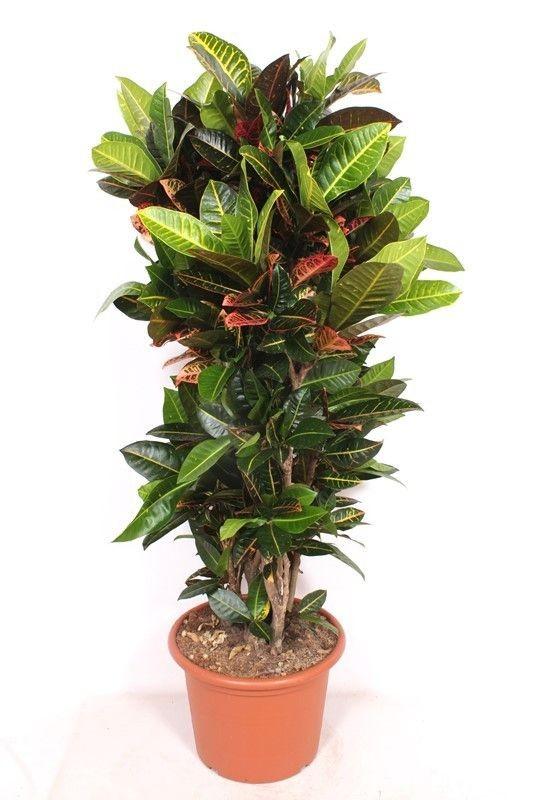 Croton - Codiaeum Petra - ↕170cm